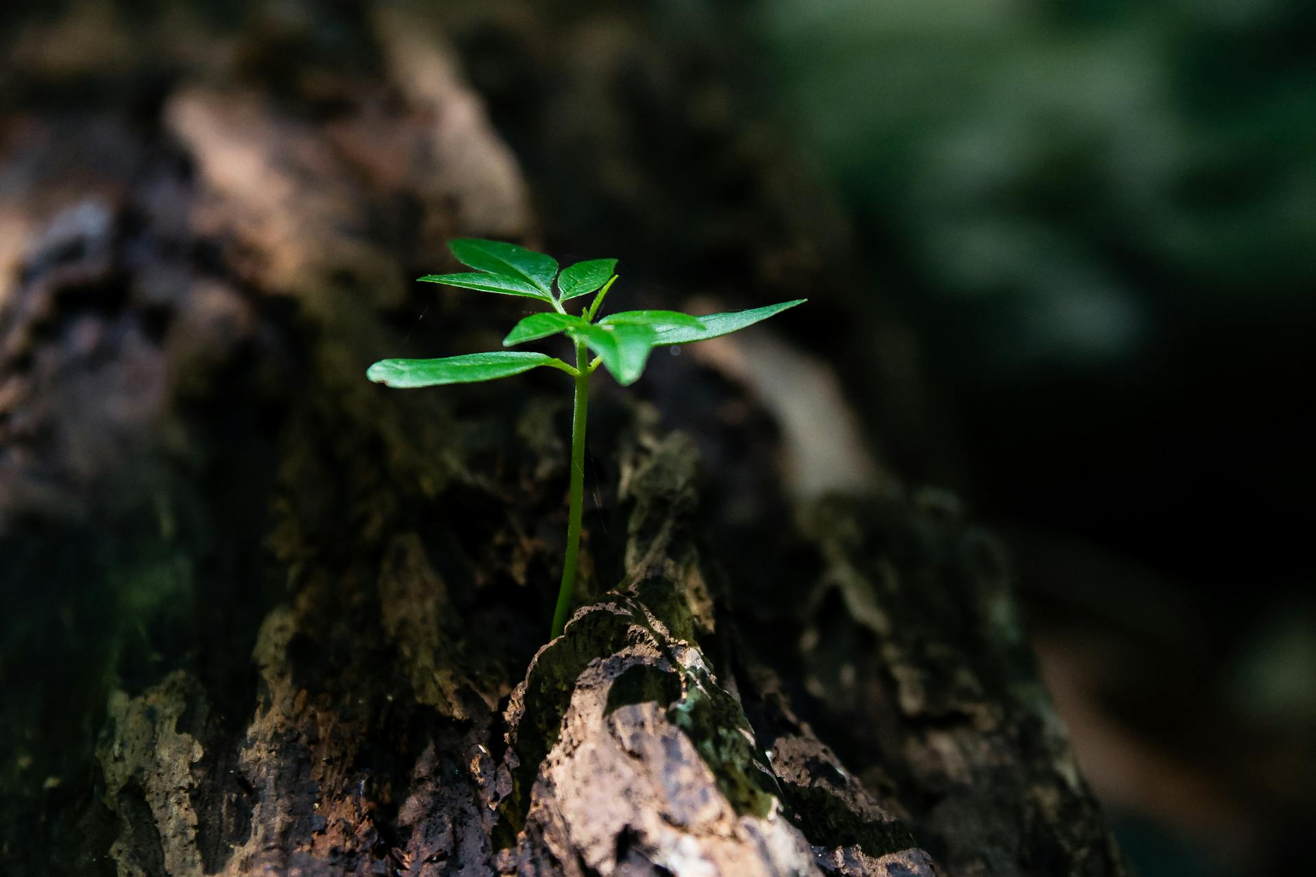 a sprout of a plant growing out of a tree root, symbolizing resilience